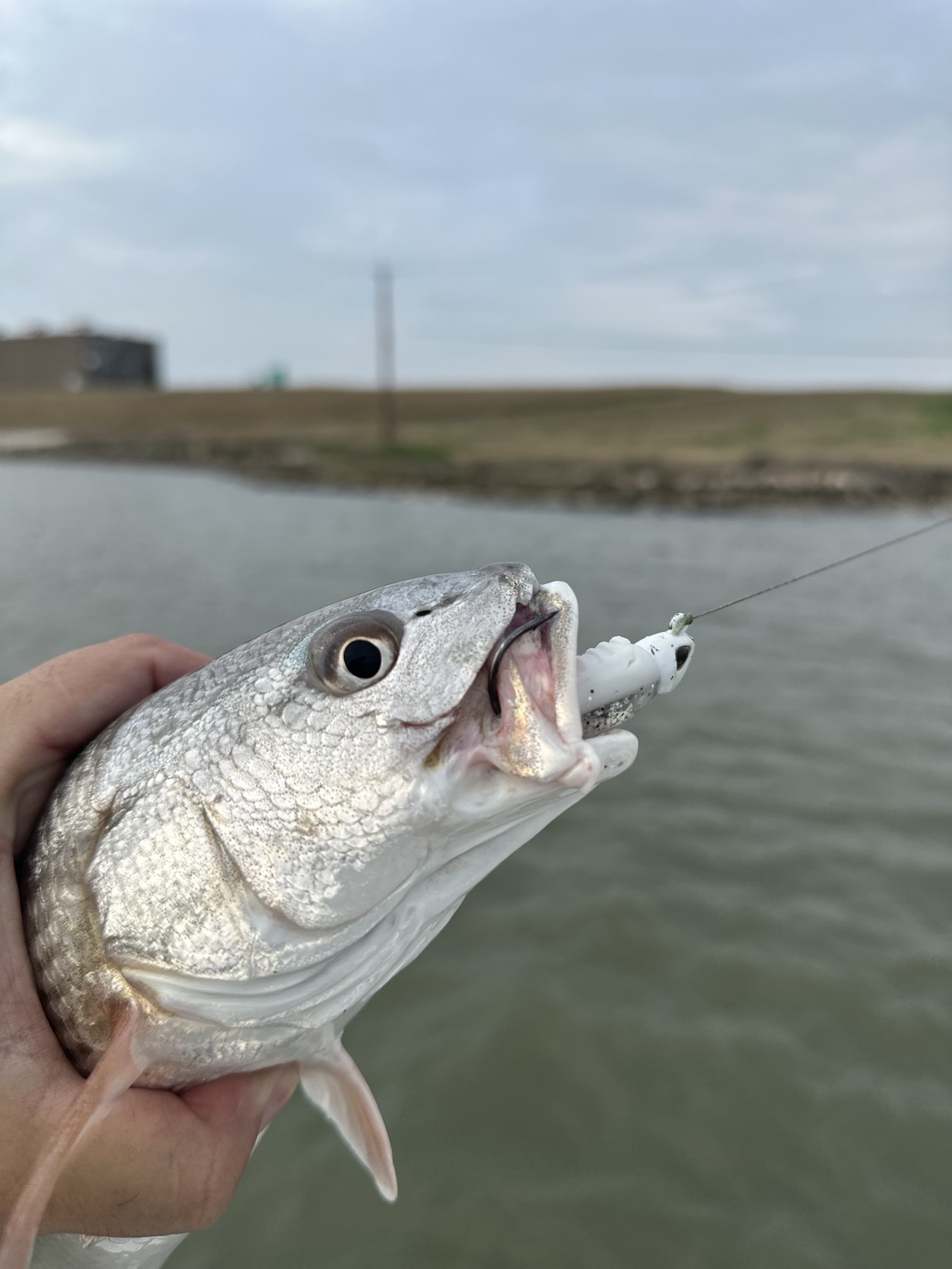 MOK catch photo